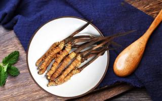 冬蟲夏草有何藥用價(jià)值，蟲草有啥子作用