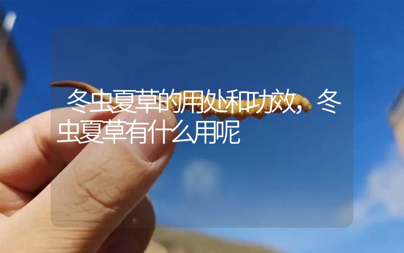 冬蟲夏草的用處和用法，冬蟲夏草有什么用呢