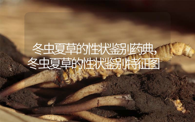 冬蟲夏草的性狀鑒別藥典，冬蟲夏草的性狀鑒別特征圖