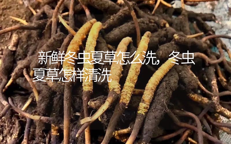 新鮮冬蟲夏草怎么洗，冬蟲夏草怎樣清洗