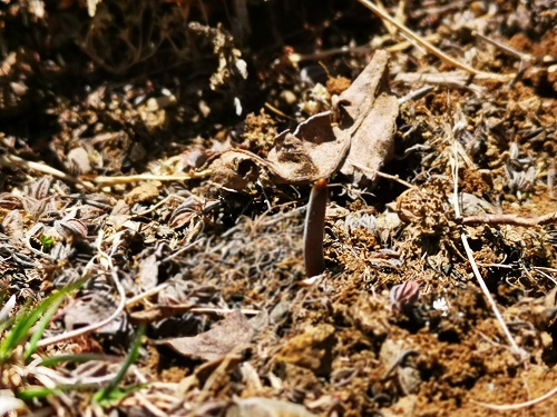 冬蟲夏草是蟲子還是草呢？它是如何生長的