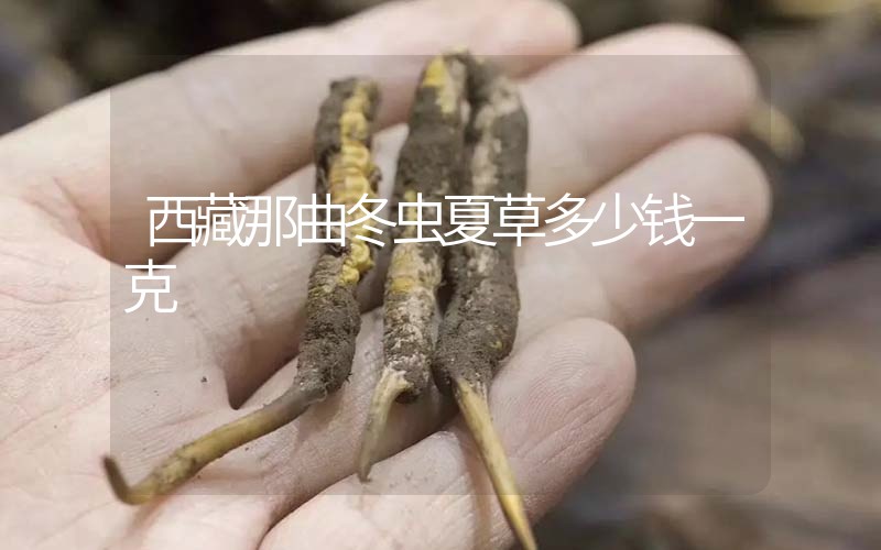 西藏那曲冬蟲夏草多少錢一克？