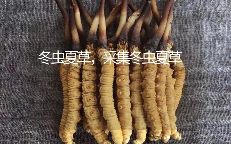 冬蟲(chóng)夏草采挖時(shí)間，什么時(shí)候采集冬蟲(chóng)夏草