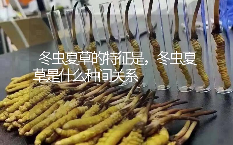 冬蟲夏草的特征是，冬蟲夏草是什么種間關系