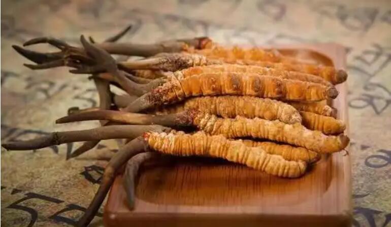 鮮蟲草和干蟲草，應(yīng)該怎么選擇？