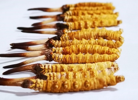 新鮮冬蟲夏草多少錢一根？吃什么樣的好呢