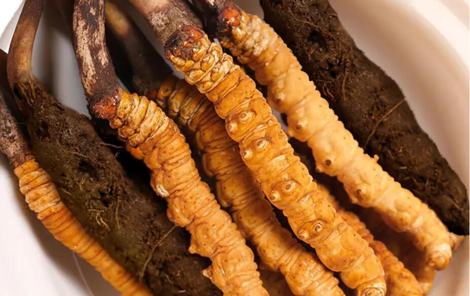 新鮮冬蟲夏草種植方法