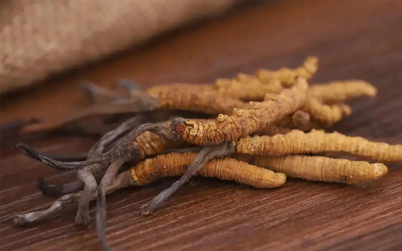 冬蟲夏草怎樣吃效果好？冬蟲夏草的食用方法！