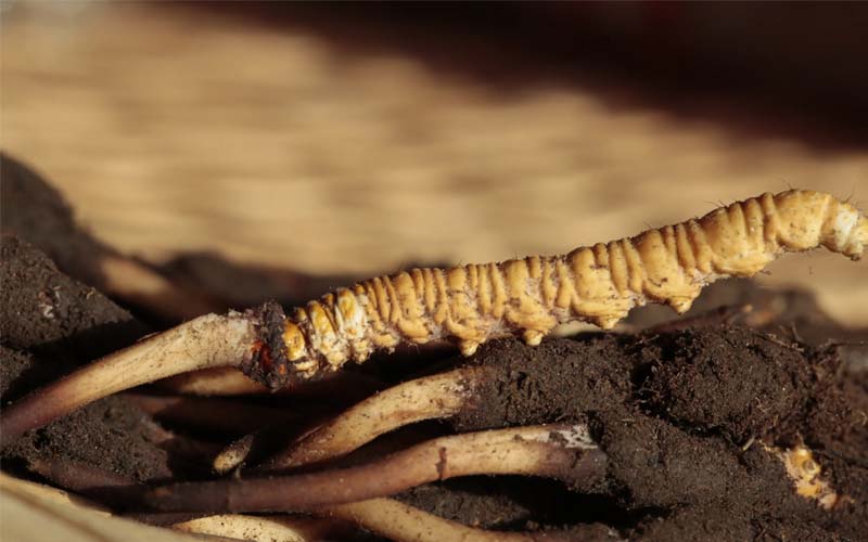 冬蟲夏草食用方法有哪些推薦？蟲草怎么吃？