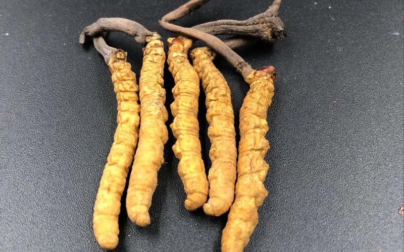 西藏那曲冬蟲(chóng)夏草怎么辨別真假？那曲蟲(chóng)草鑒別方法