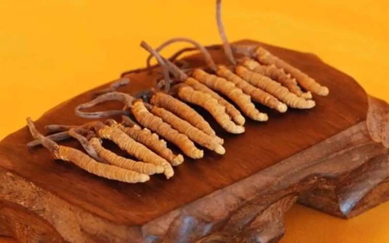 冬蟲夏草需要每天吃嗎?冬蟲夏草一天吃多少？