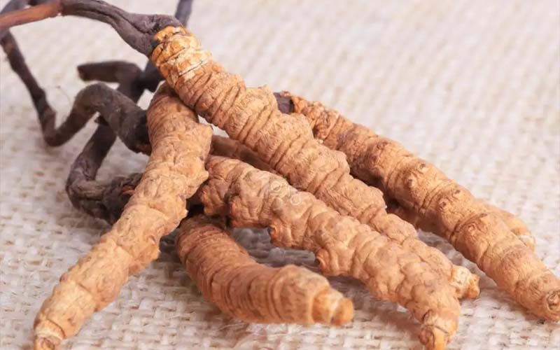 感冒能吃冬蟲夏草嗎?(感冒了怎么服用蟲草？)