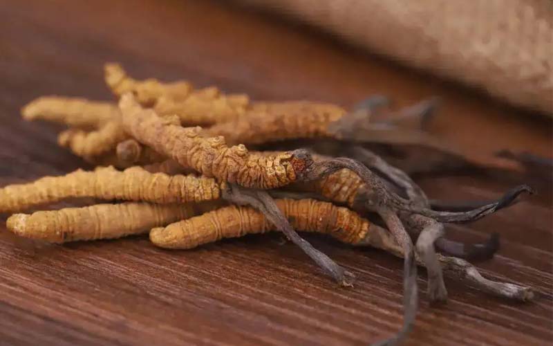 西藏的冬蟲夏草作用如何？