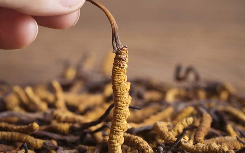 冬蟲(chóng)夏草產(chǎn)地主要在哪個(gè)省