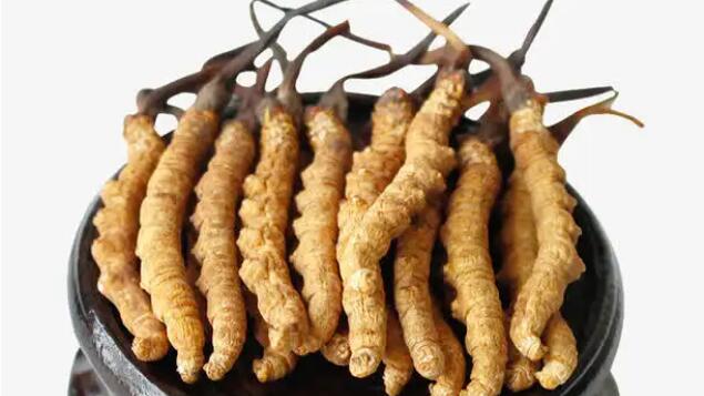 四川冬蟲夏草產(chǎn)地分布在哪？