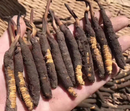 <a href=http://www.jasw8.com/xinxian/ target=_blank class=infotextkey>新<a href=http://www.jasw8.com/xinxian/ target=_blank class=infotextkey>鮮冬蟲夏草</a></a>