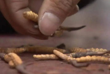 買冬蟲(chóng)夏草