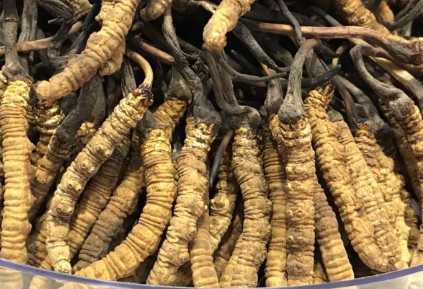 吃冬蟲夏草會出現(xiàn)過敏情況嗎？冬蟲夏草適合什么人吃？