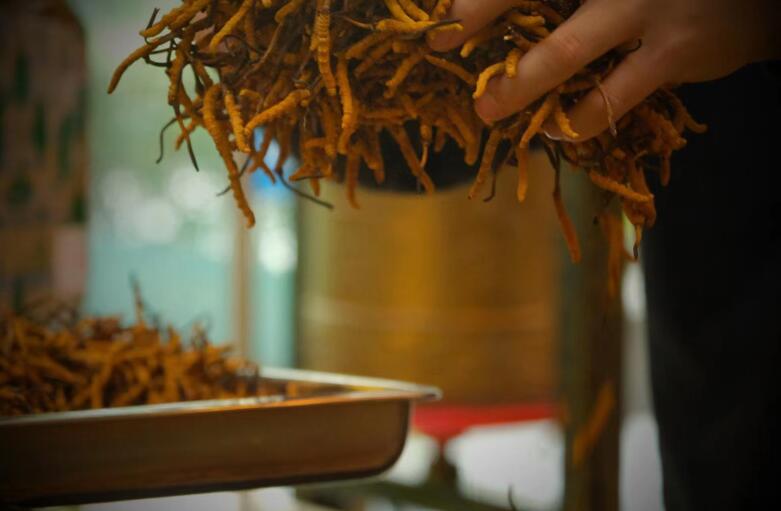 冬蟲夏草有什么作用?和大小、斷草有關(guān)系嗎?