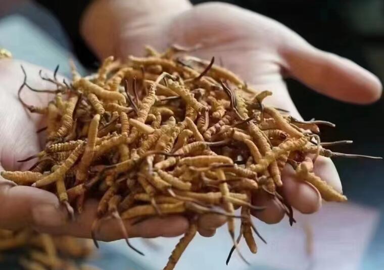 冬蟲夏草成分有哪些?新鮮冬蟲夏草哪里好？