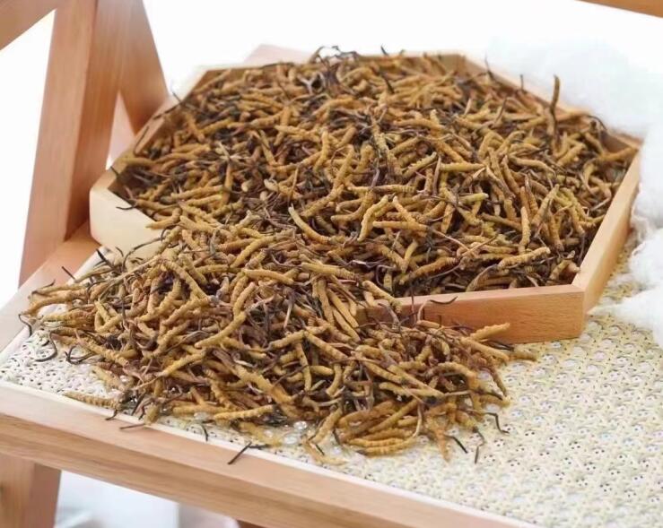 冬蟲(chóng)夏草營(yíng)養(yǎng)在蟲(chóng)還是草