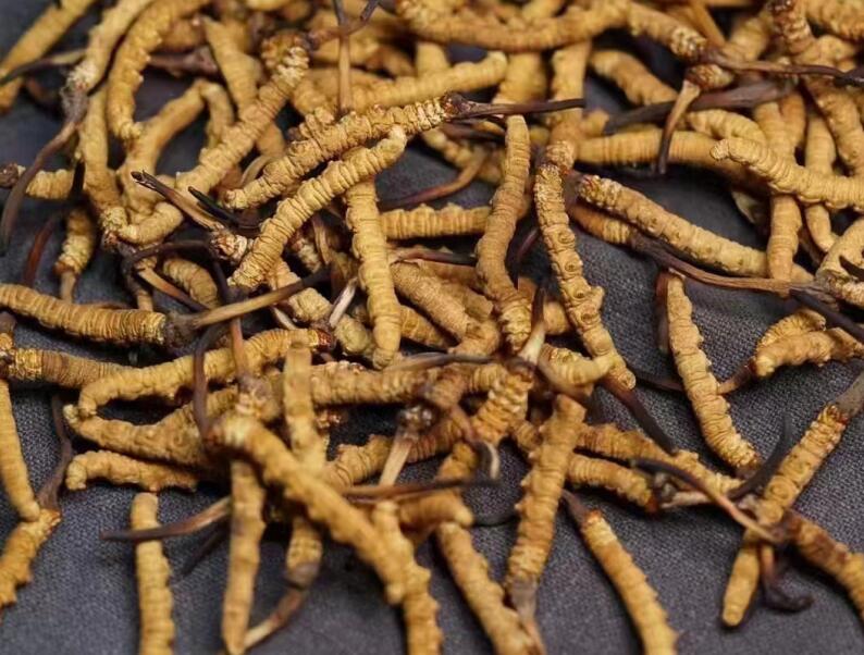 冬蟲(chóng)夏草吃法