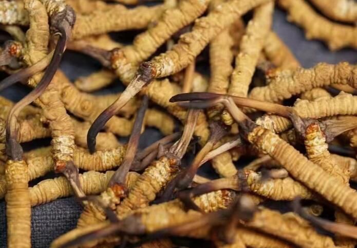 <a href=http://www.jasw8.com/sdph/dqt/ target=_blank class=infotextkey>東強(qiáng)堂</a>冬蟲夏草