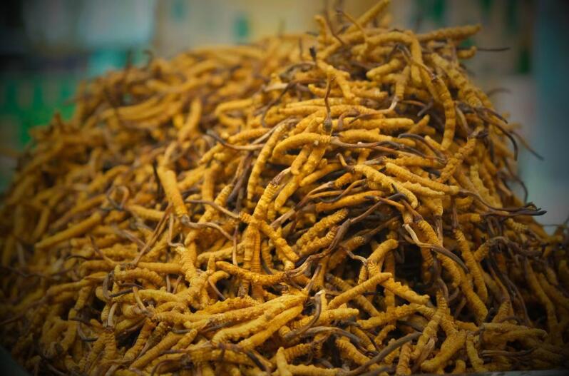 冬蟲夏草的產(chǎn)量為何一年不如一年呢？