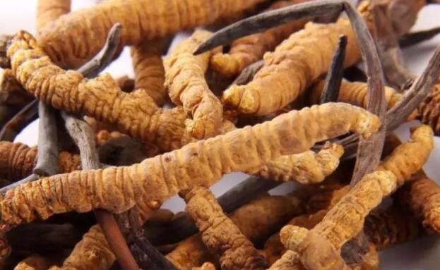 <a href=http://www.jasw8.com/chifa/ target=_blank class=infotextkey>冬蟲(chóng)夏草的吃法</a>