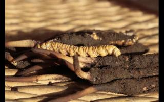 冬蟲夏草“冬補(bǔ)三九，夏補(bǔ)三伏”