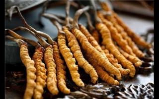 影響冬蟲(chóng)夏草的價(jià)格的6個(gè)指標(biāo)是什么
