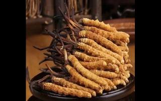 蟲草的成分及其作用？