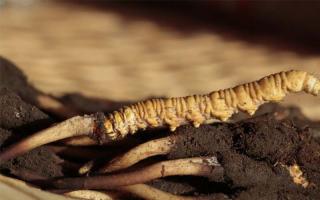 冬蟲(chóng)夏草可通過(guò)暴曬防潮用來(lái)保存？