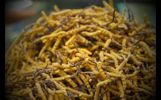 網(wǎng)上買的低價(jià)冬蟲夏草是正品嗎？