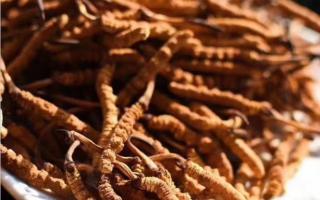 冬蟲夏草可以人工養(yǎng)殖嗎？