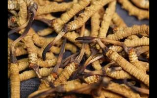 冬蟲夏草與蟲草花的區(qū)別有什么？