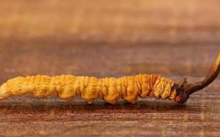 為什么會有劣質(zhì)的冬蟲夏草？
