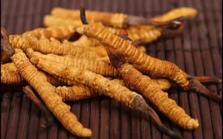 挑選好的冬蟲夏草產(chǎn)品，需要注意哪些問題？