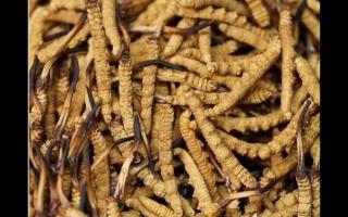 高品質(zhì)冬蟲(chóng)夏草，全程人工采挖值得信賴！