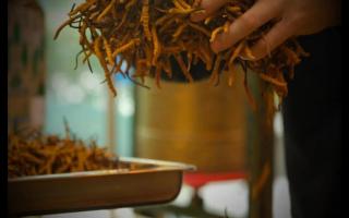 什么是冬蟲夏草？冬蟲夏草的產(chǎn)地以及產(chǎn)量！