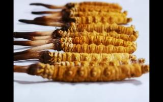 正宗高品質(zhì)冬蟲夏草怎么辨別？