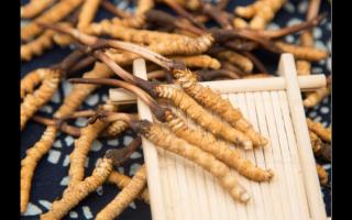 相同大小規(guī)格的冬蟲夏草 為何子座有長有短！