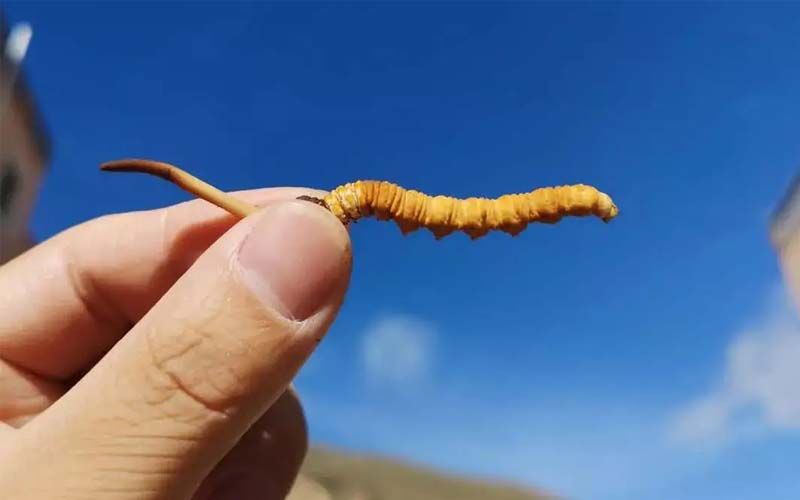 如何妥善保存新鮮的冬蟲夏草和干燥蟲草？