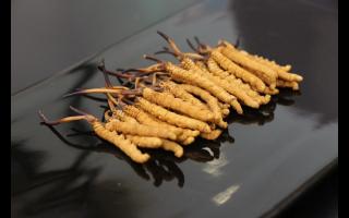 冬蟲(chóng)夏草鮮食還是干食：哪種方式較好？