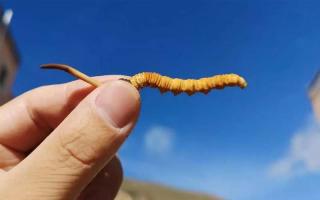 野生的冬蟲夏草應(yīng)如何分辨等級！