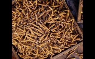 帶你了解冬蟲夏草形成過程！