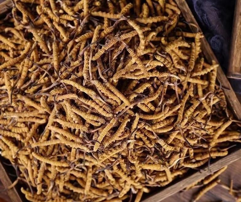 冬蟲夏草和白蟲草有什么區(qū)別？