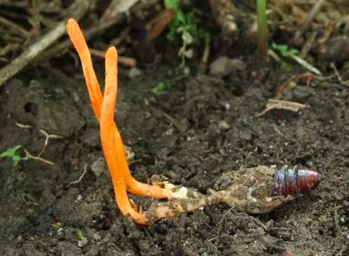 野生冬蟲夏草生長主要分為4個(gè)階段