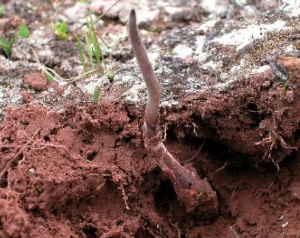 氣溫對(duì)冬蟲夏草的生長(zhǎng)有哪些影響