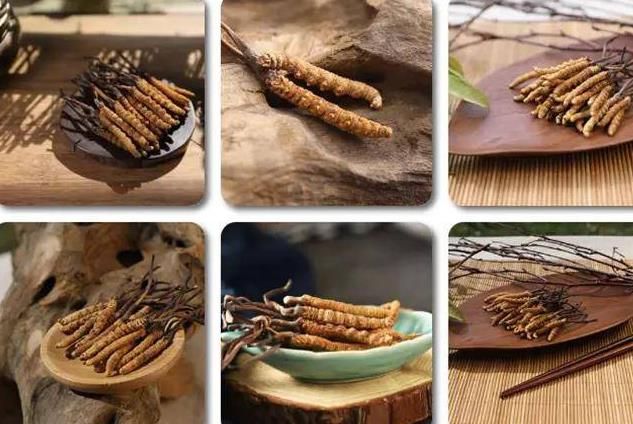 冬蟲夏草和白蟲草有什么區(qū)別？